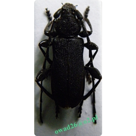 Ropalopus macropus (Germar, 1824)